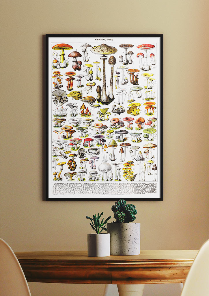 Adolphe Millot Poster - Champignons