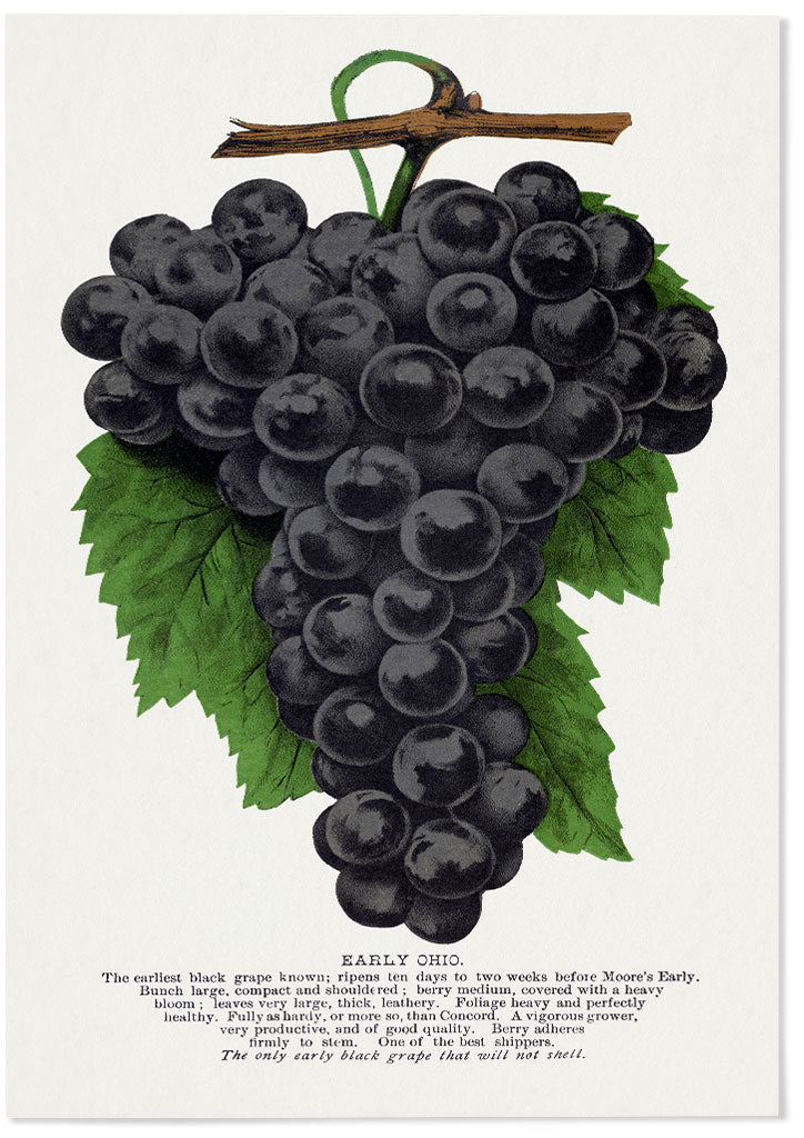 Grape Poster - Kitchen Wall Art