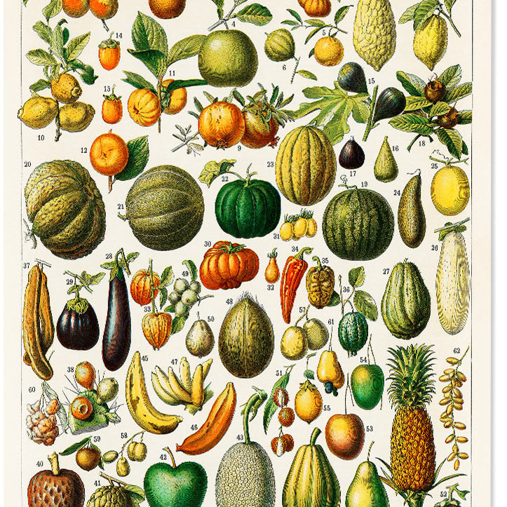 Adolphe Millot - Fruits and Vegetables