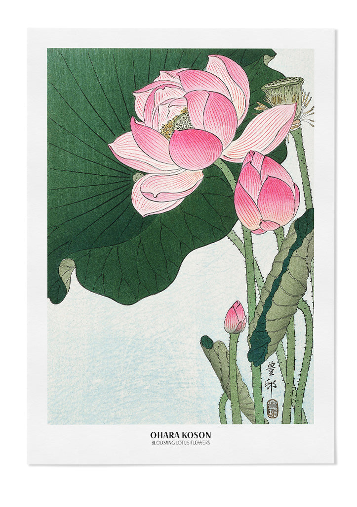Ohara Koson - Blooming Lotus