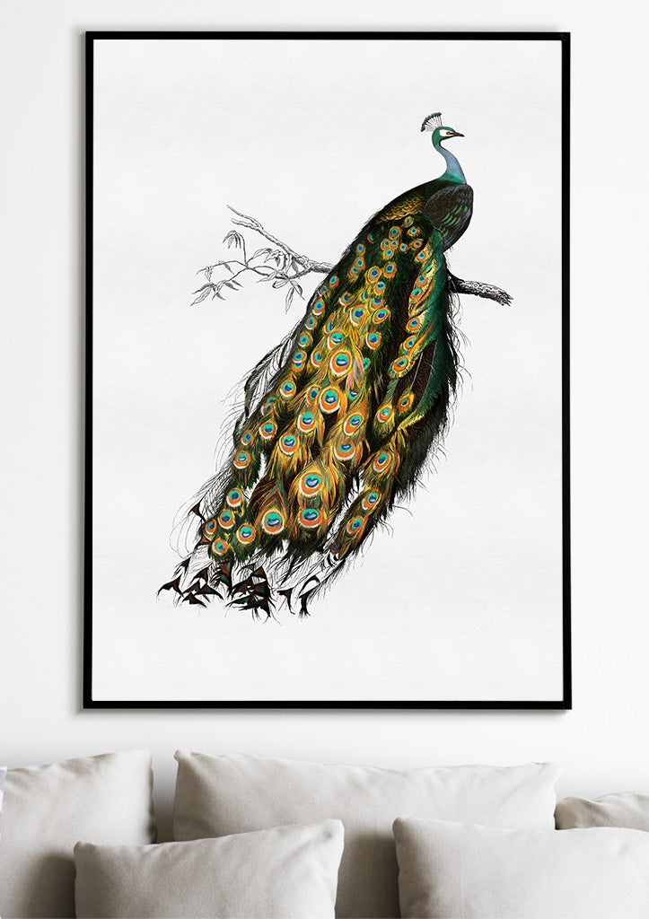 Peacock Poster - Indian Peafowl Illustration