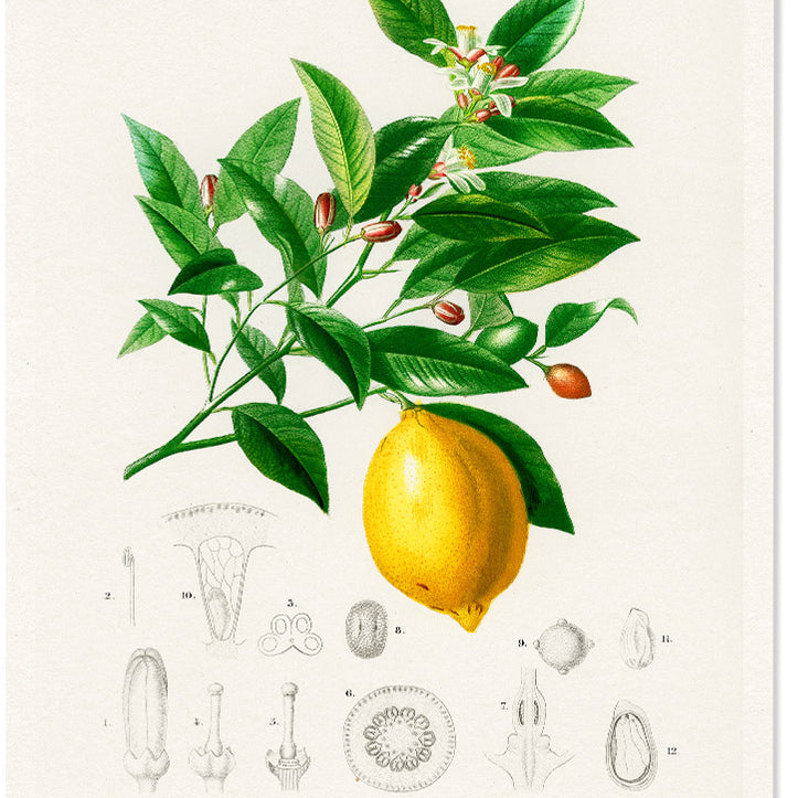 This lemon poster can be a perfect decoration for your kitchen.