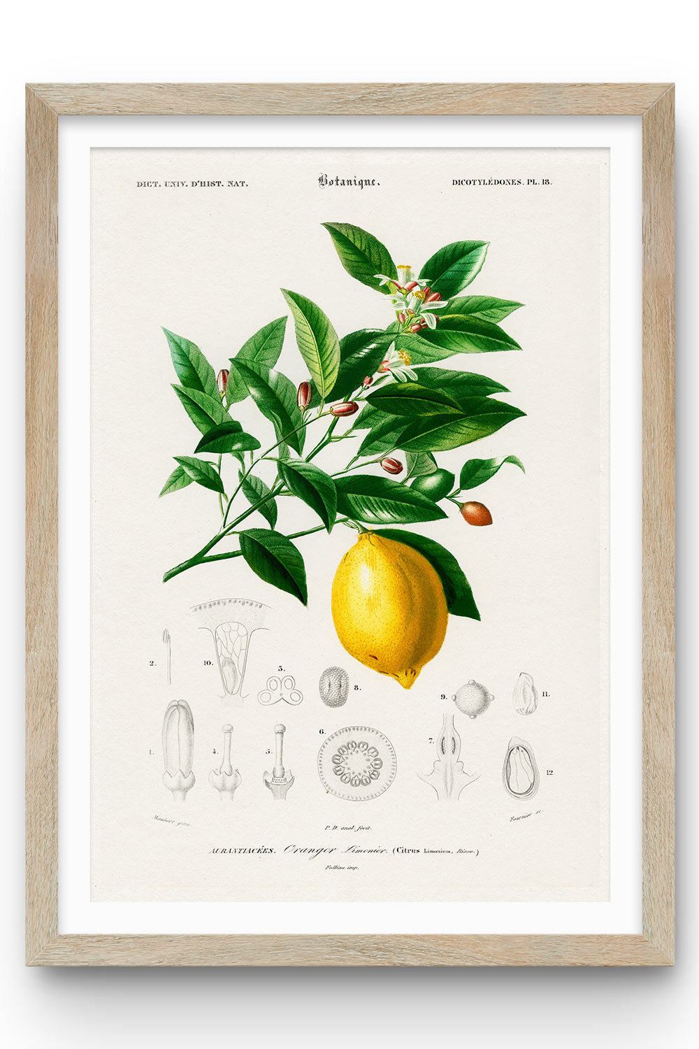 Lemon Poster - Ideal for Kitchen