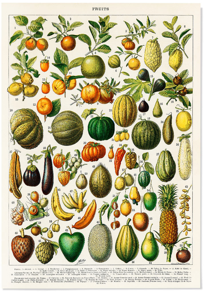 Adolphe Millot - Fruits and Vegetables