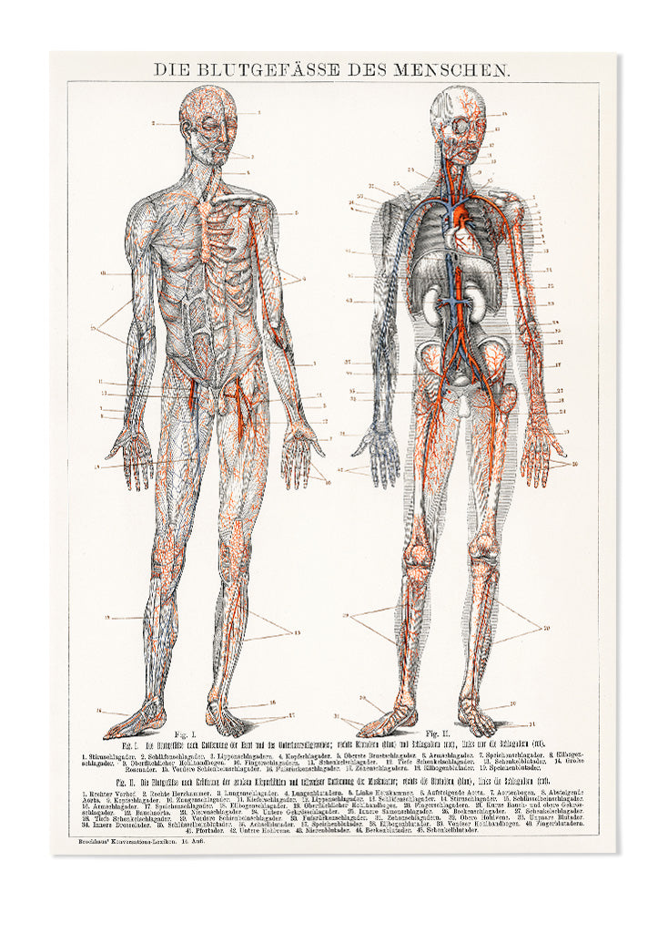 Anatomy Poster - The Human Blood Vessels
