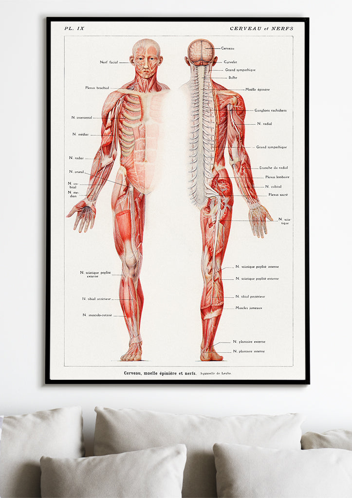 Anatomy Poster - The Human Nervous System