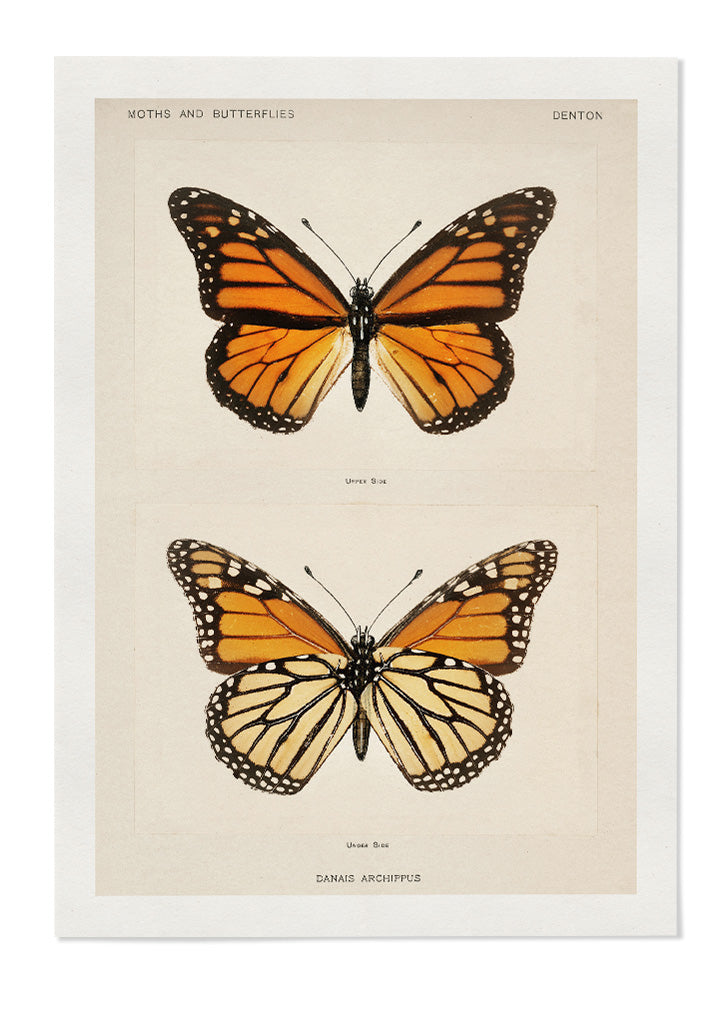 Butterflies Poster - Danais Archippus