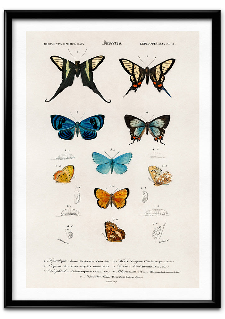 Butterflies - Insectes