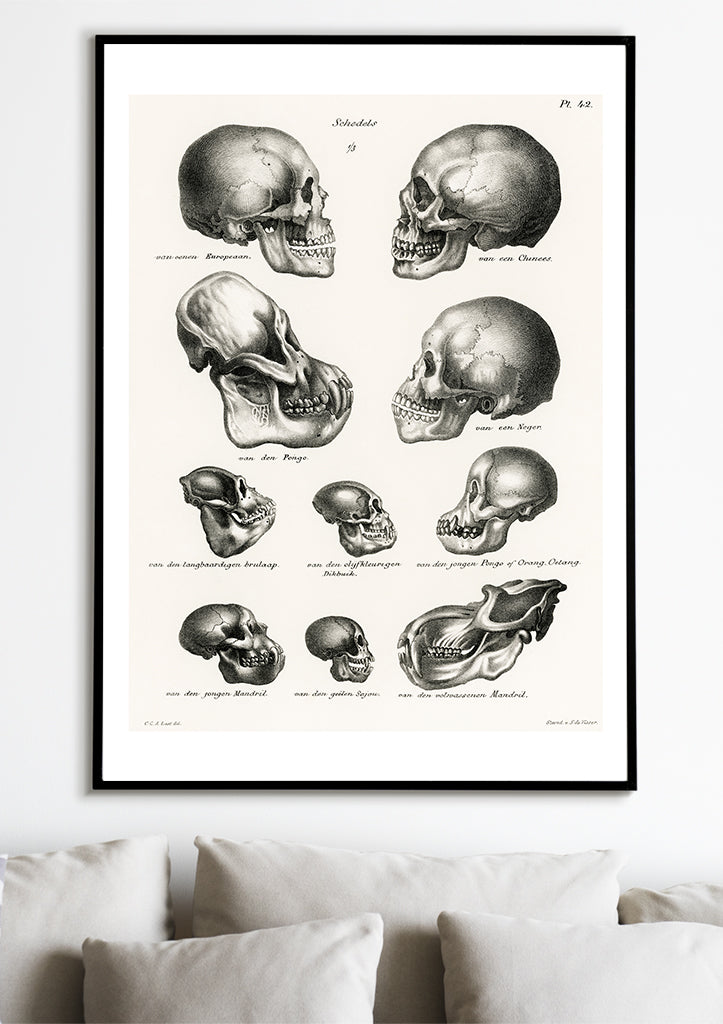 Anatomy Poster - Human and Ape Skulls
