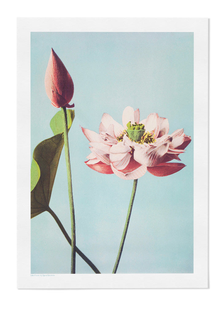 Ogawa Kazumasa - Blooming Lotus