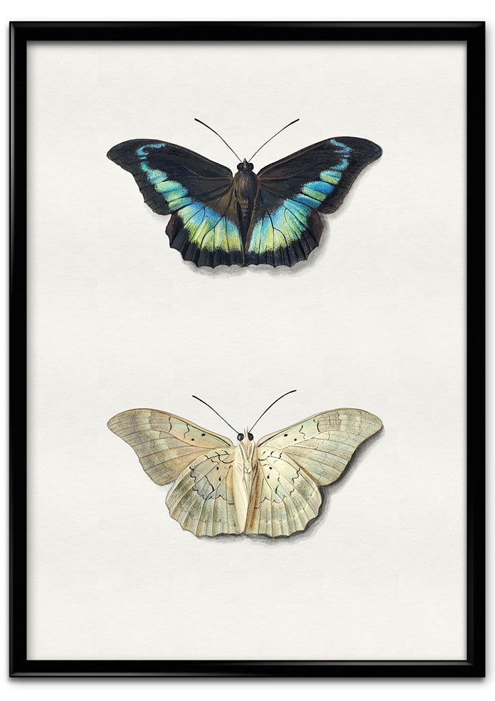 Butterflies - Moth and Butterfly