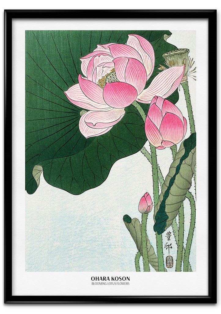 Ohara Koson - Blooming Lotus