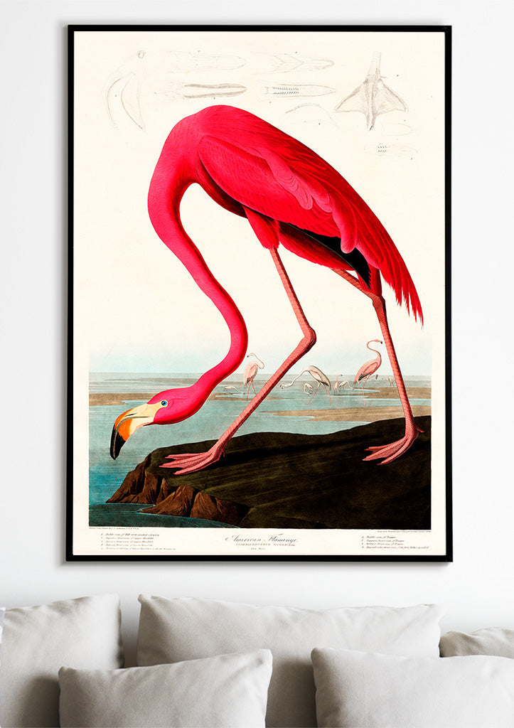 Pink Flamingo Illustration from Birds of America