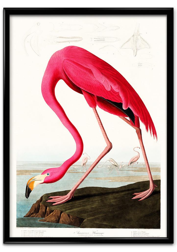 Pink Flamingo Illustration from Birds of America