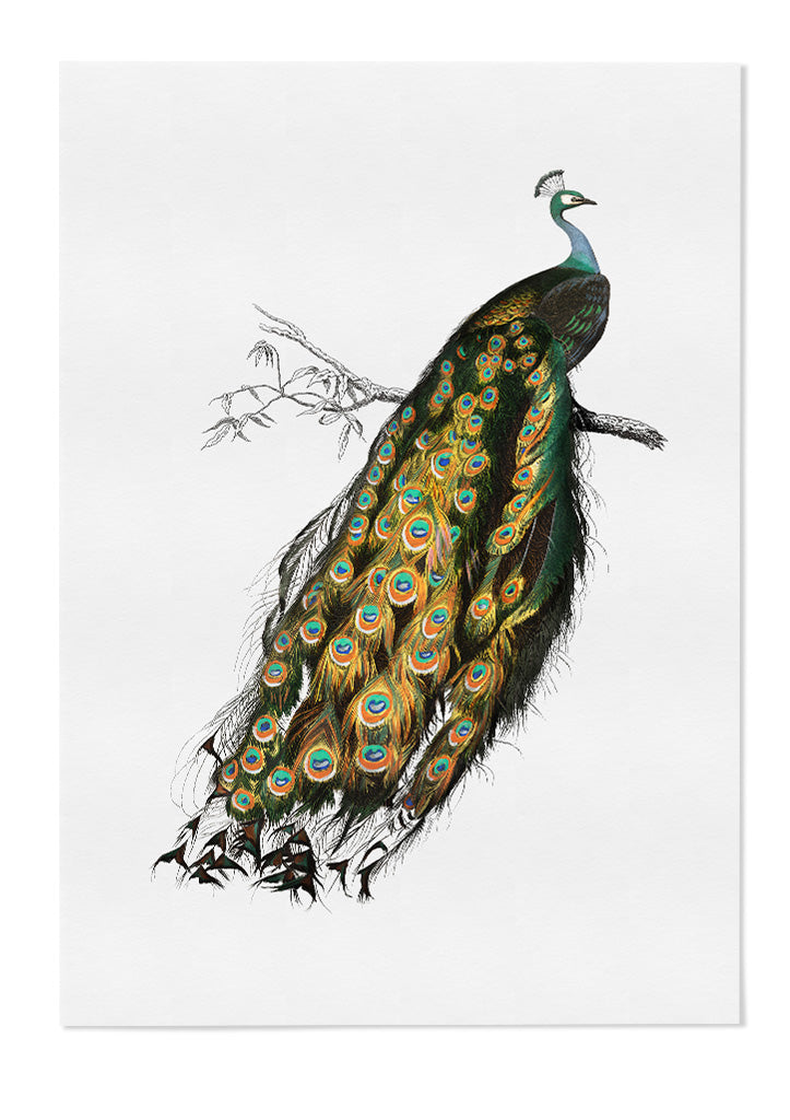 Peacock Poster - Indian Peafowl Illustration