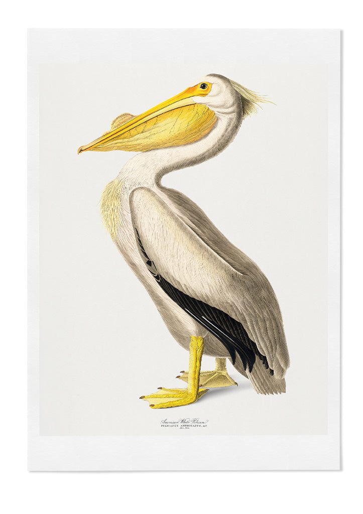 Pelican Poster - Birds of America