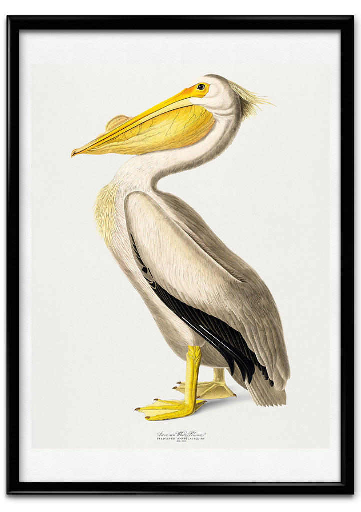 Pelican Poster - Birds of America